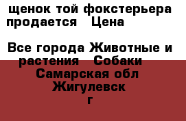 щенок той-фокстерьера продается › Цена ­ 25 000 - Все города Животные и растения » Собаки   . Самарская обл.,Жигулевск г.